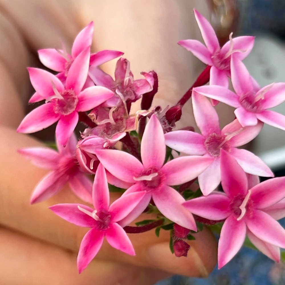 Meet your Posher, Jennifer